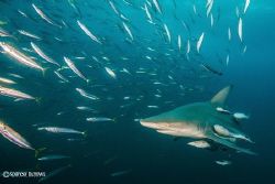 Blacktip in action D600 by Spencer Burrows 